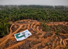Greenpeace: Indonesia’s forests still under threat from palm oil industry