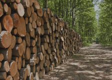 Global demand for timber could grow fourfold by 2050