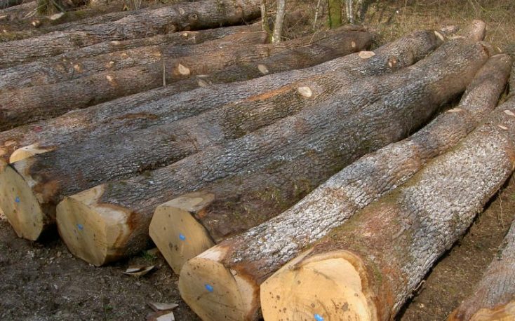 Ukraine penalized by the European Commission over roundwood export ban