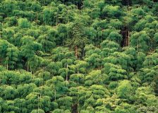 China is ready to plant 6.6 million ha of forest by 2020