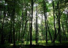 Global wood industry market predictions for 2018