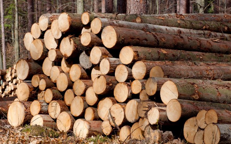 High wood prices multiplied the profit of the Czech forest state company