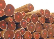 China increases tropical logs & sawnwood imports