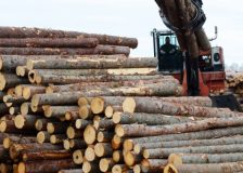 Swedish softwood logs prices keep on going down