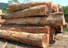 Sarawak logs and plywood losing market shares in Asia