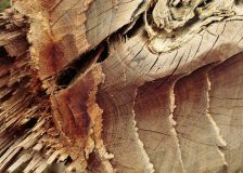 The importance of the EUTR and FLEGT licensing on wood trade
