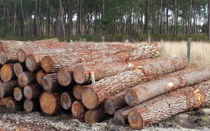 Kazakhstan temporary bans exports of timber