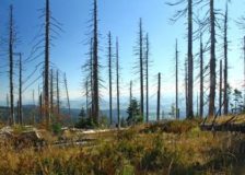 ISC 2019: Bark beetle crisis in Europe could last for years