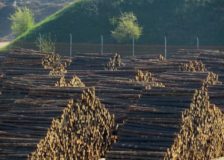 Timber prices soar in China, supplies short amid coronavirus disruptions