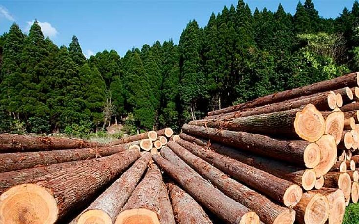 Russia and New Zealand compete over timber exports to China