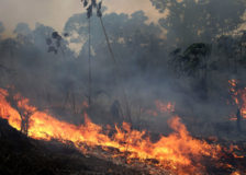 Australian timber industry tries to save 2020 bushfire damaged logs