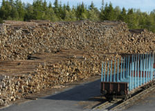 Finland: Timber production and prices expected to rise this year