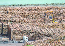 Impact of the Russia log export ban on the supply of sawlogs to China