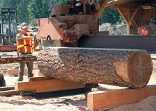 Sweden: Slowdown for the sawmill industry after record years – lower lumber prices are expected