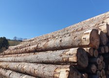 France: Depression on the Douglas fir market; prices in freefall