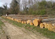Germany: Wood auctions reveal high prices for hardwoods, oaks especially