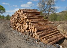 Sweden: Sawlog prices increased by 14% in 2022