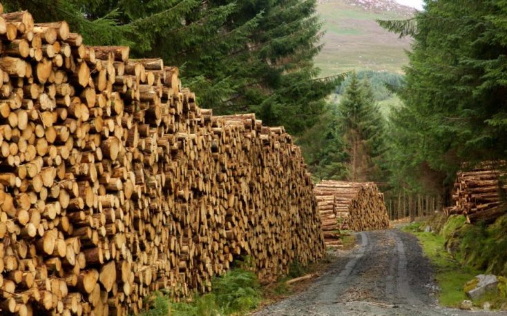 Austria: Demand and prices for spruce sawlogs pick up considerably in January