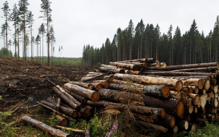 Finland: Rising roundwood prices in 2022