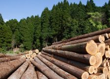 Austrian forestry industry struggles with inflation, bark beetle development and EU policies