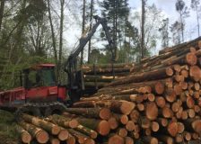 Irish roundwood timber supply predicted to rise by 68% until 2035