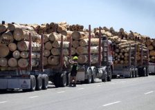 New Zealand log export prices rise in January and February