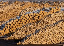 Wood prices in Germany are surprisingly rising this year
