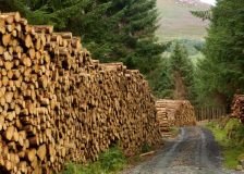 EOS sees a future decline in softwood log supply in Europe