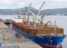 Weak softwood log import market in China