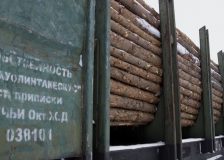 Illegal timber from Russia and Belarus is flooding Poland