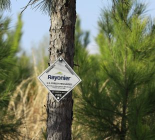 Rayonier and PotlatchDeltic announce merger to form second-largest U.S. timber company