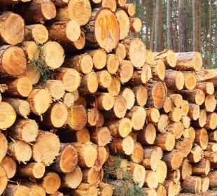 UK timber sector faces crisis despite record softwood sales