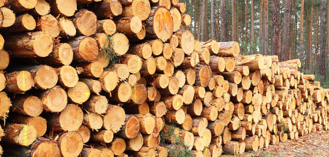UK timber sector faces crisis despite record softwood sales