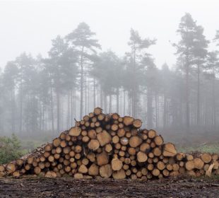 Austria softwood sawlog demand remains strong as prices continue rising – November 2025
