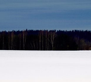 Estonian timber prices show mixed trends in October 2025