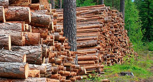 Finnish forest industry criticises EU’s deforestation regulation changes: “creates uncertainty in trade”