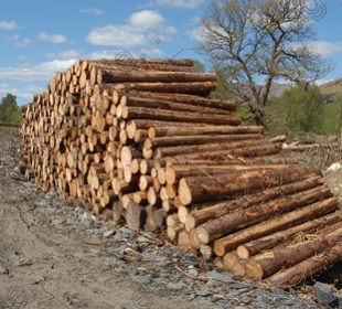 Norway’s log prices ease in Q3 but remain far above 2024 levels