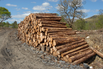 Norway’s log prices ease in Q3 but remain far above 2024 levels