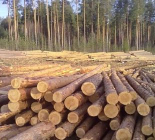 Pine and spruce log prices fall in Sweden