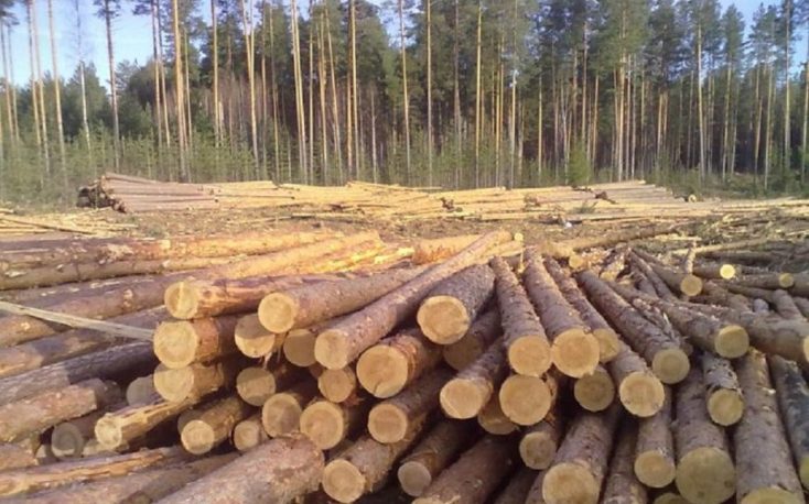 Pine and spruce log prices fall in Sweden