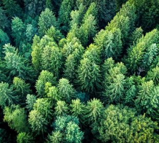 Pine wood nematode detected in France: monitoring intensifies in Germany