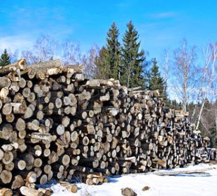 Russia’s forestry industry is preparing for a reduction in logging volumes