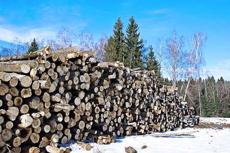 Russia’s forestry industry is preparing for a reduction in logging volumes