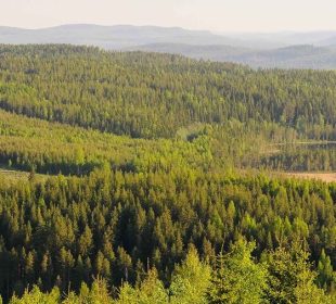 Stora Enso to create Europe’s largest listed forest-focused company by 2027