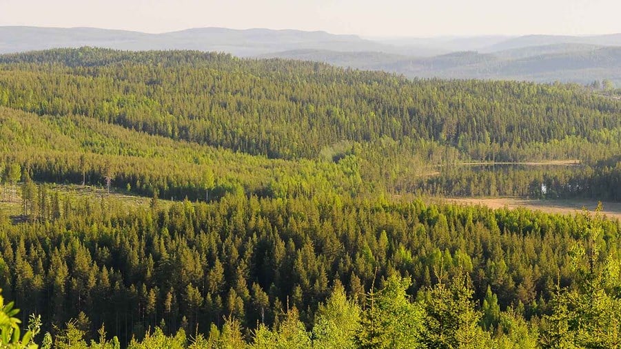 Stora Enso to create Europe’s largest listed forest-focused company by 2027