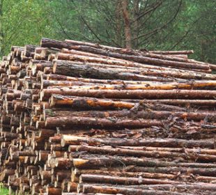 Wood prices surge in Poland