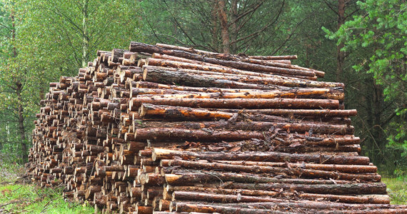 Wood prices surge in Poland