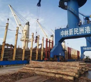 China log prices soften as imports fall year-on-year