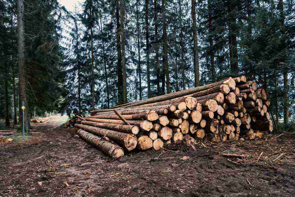 Sweden lowers roundwood prices as market pressure weighs on sawmills