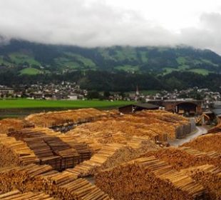 Austrian sawlog prices firm at start of 2026 on steady softwood demand